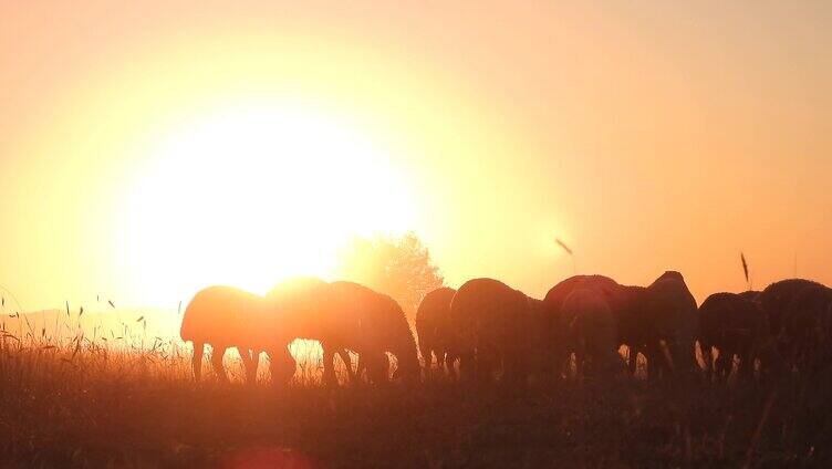 逆光夕阳下的羊群