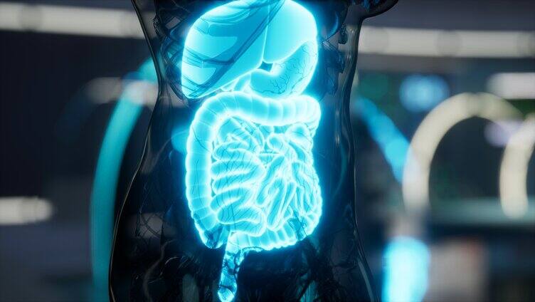 人体肠道结构