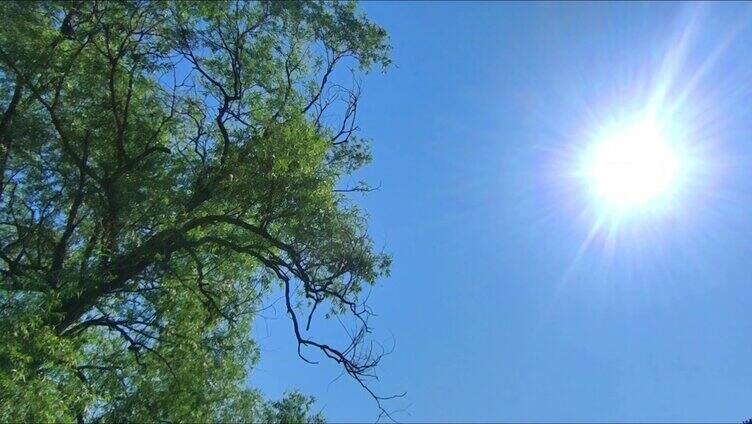 阳光下的大树