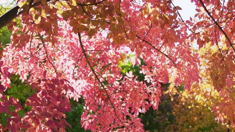 秋日阳光和树叶温馨画面
