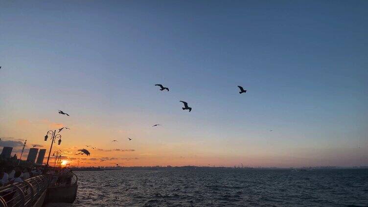 大连海滨海岸码头夕阳海鸥