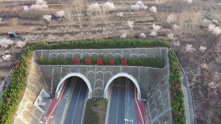 枣庄和谐路隧道杏花盛开