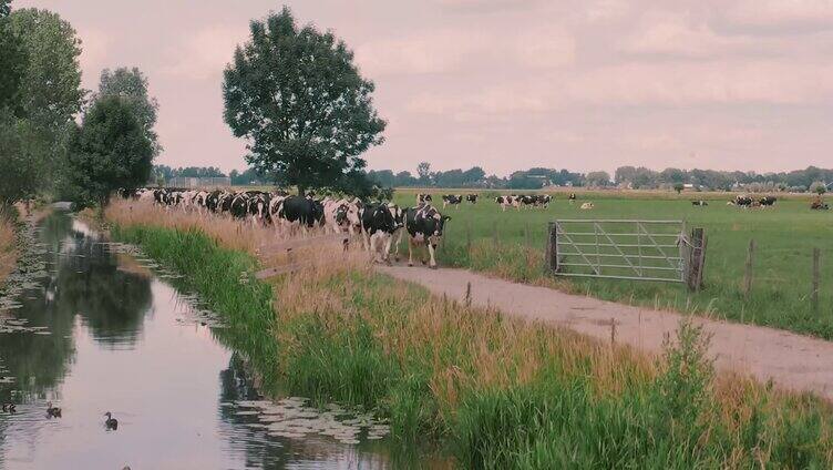 荷兰牧场奶牛养殖