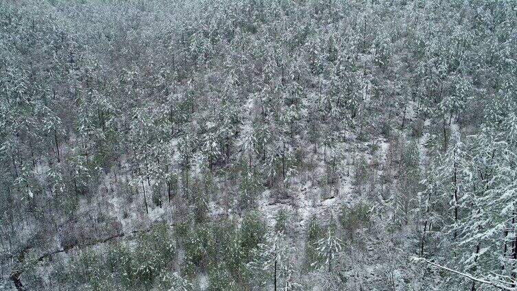 航拍大兴安岭春季降雪森林雾凇