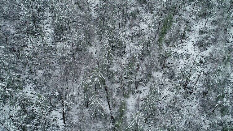 航拍大兴安岭春季降雪森林雾凇