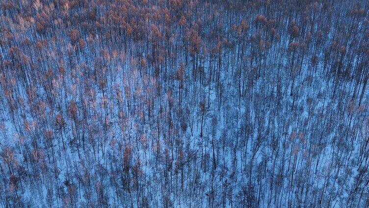 鸟瞰夕阳笼罩下的林海雪原密林