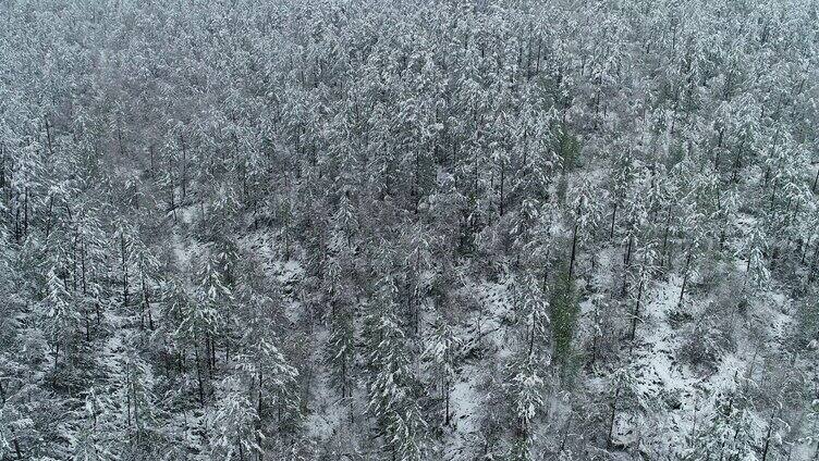 航拍大兴安岭春季降雪森林雾凇