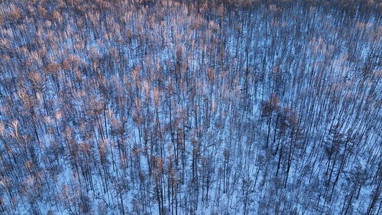 鸟瞰夕阳笼罩下的林海雪原密林