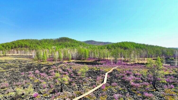 内蒙古达尔滨湖火山岩杜鹃花绽放