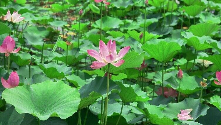 荷花  池塘  荷叶