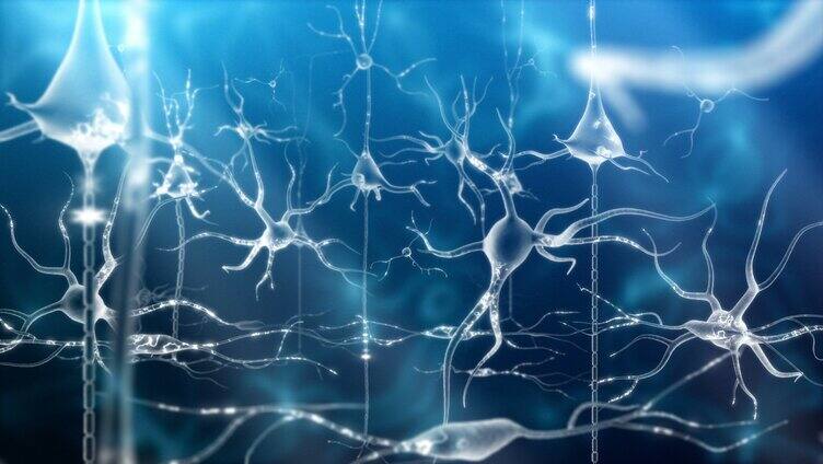 人体神经元网络