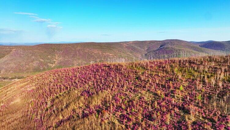 航拍大兴安岭漫山遍野的杜鹃花