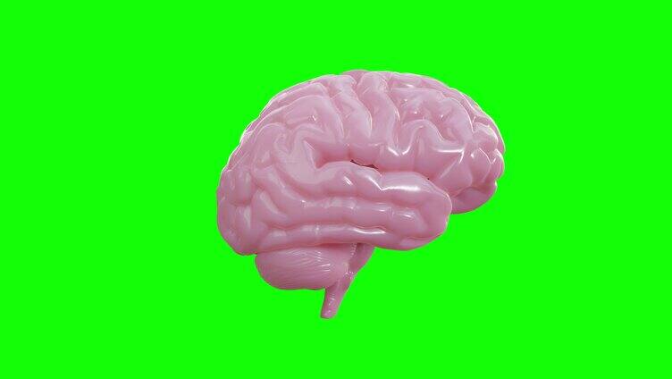 三维大脑模型