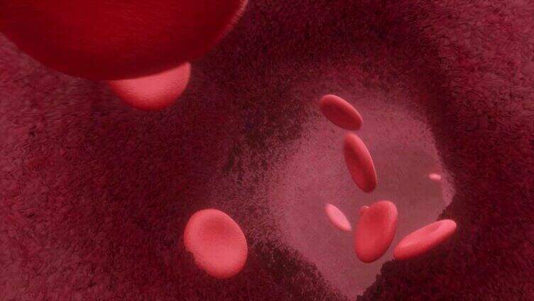 血细胞活动 血液流动