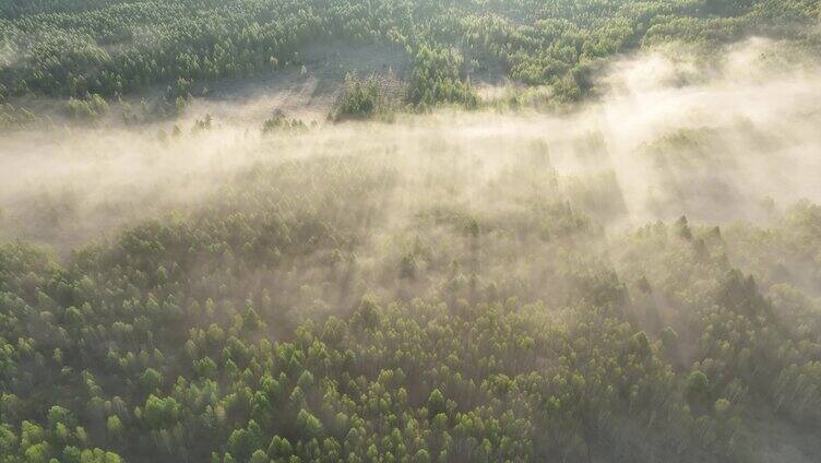 云雾迷漫的梦幻森林
