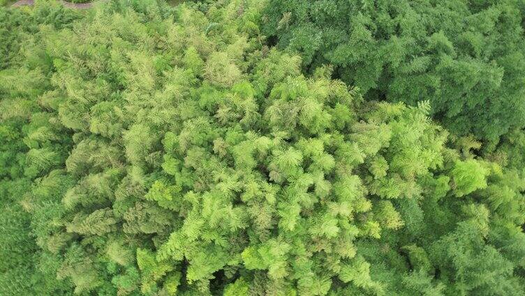 一大片的野生竹林