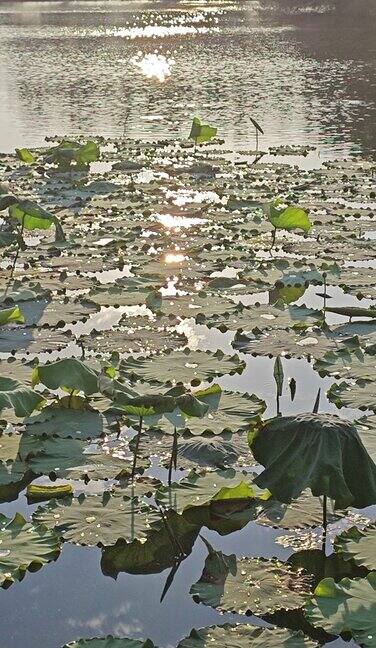 夕阳洒在湖面上波光粼粼的有许多荷叶