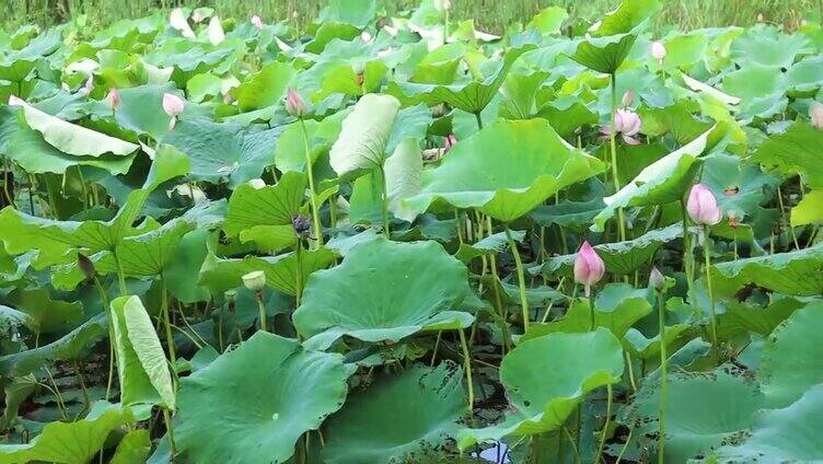 夏日里一大片荷花