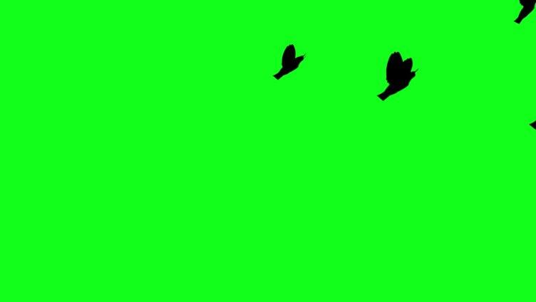 绿幕乌鸦飞过