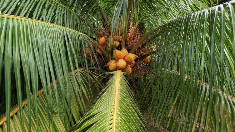 野生的金椰林黄椰子