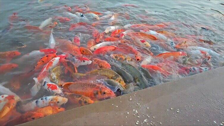 锦鲤在湖中争抢食物