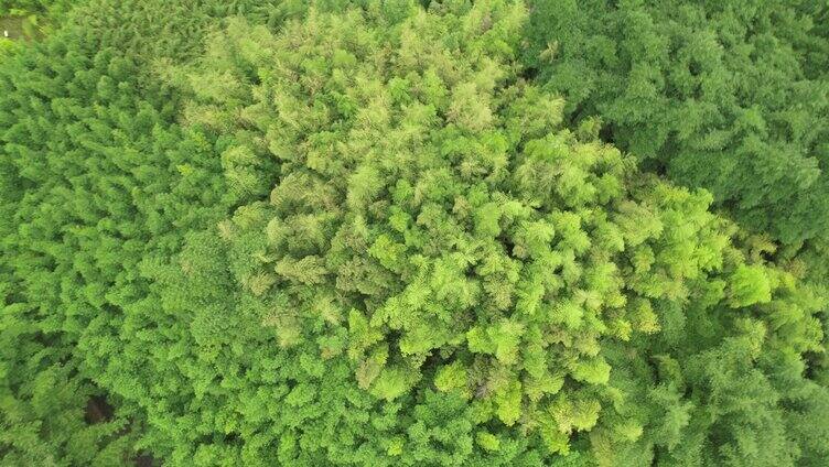 一大片的野生竹林