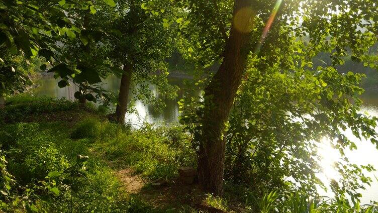 夏季/阳光下唯美的森林