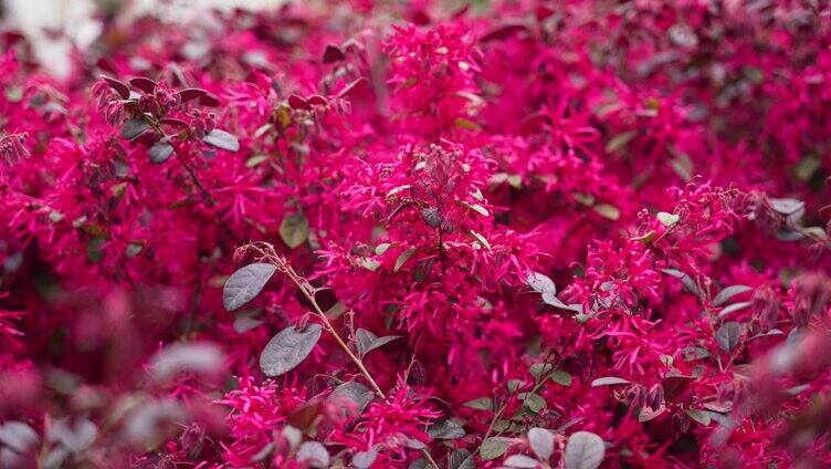 春天 花 春暖花开