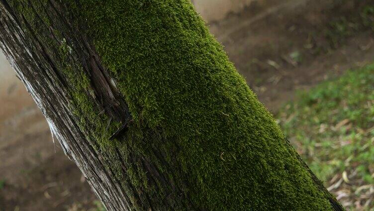 实拍苔藓布满树干/清新/绿意