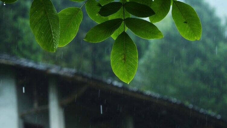 乡村下雨天空镜 特写