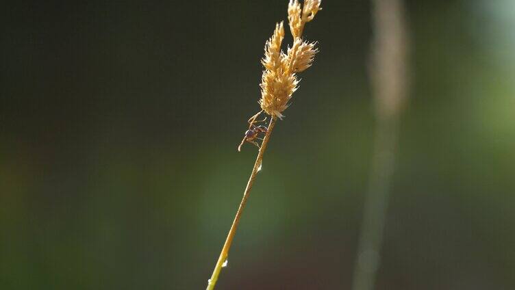 认识昆虫-蚂蚁活动特写镜头 蚂蚁空镜