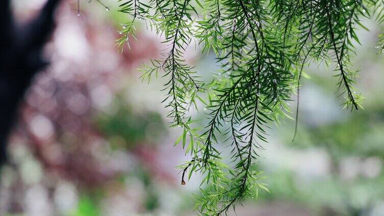 雨天的植物叶子4K