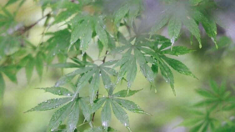 雨天的植物叶子4K