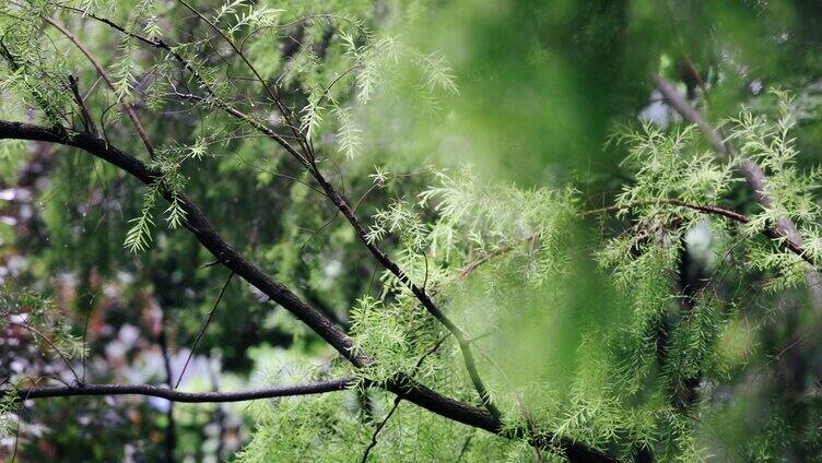 雨天的植物叶子4K