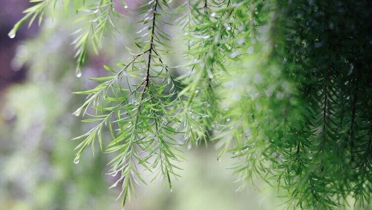 雨天的植物叶子4K