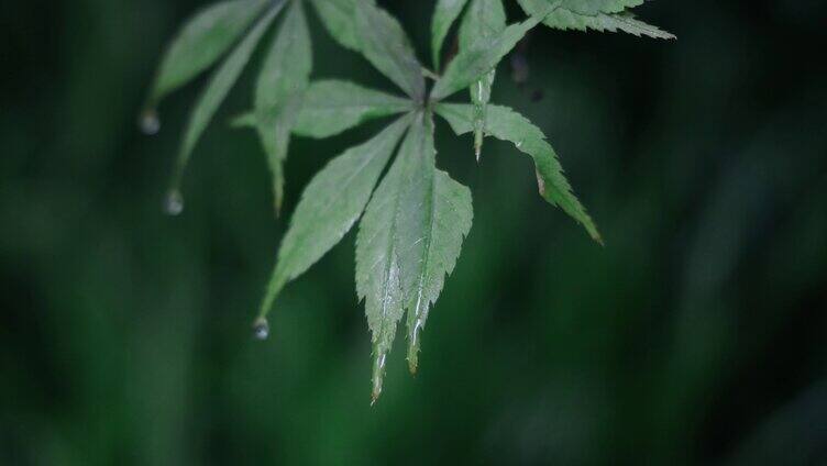 雨天的植物叶子4K