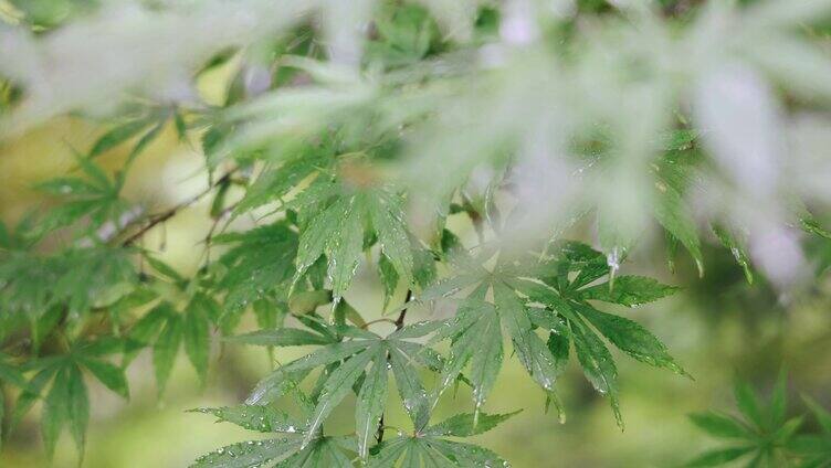 雨天的植物叶子4K