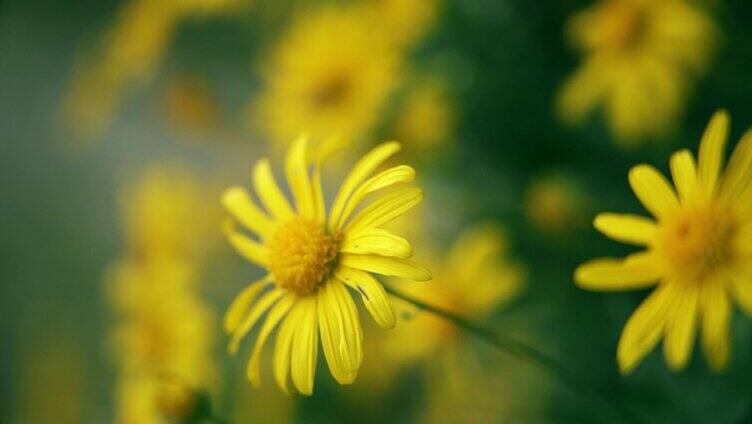 植物初夏小雏菊蜜蜂采蜜空镜头