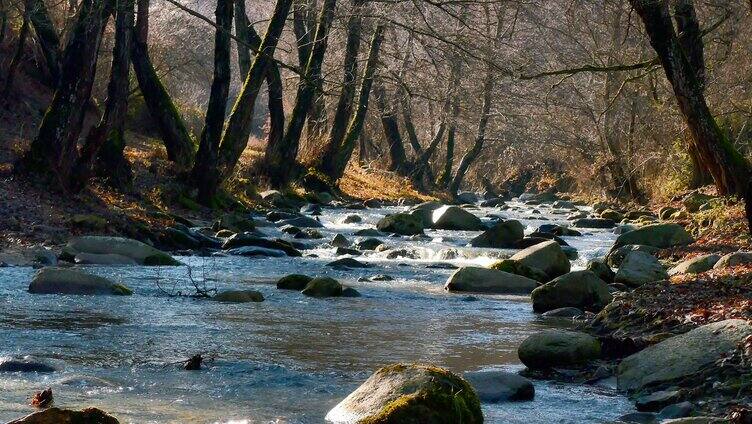 4k小河流水树木自然界