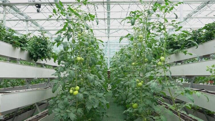 4K现代化室内钢架温室大棚西红柿种植实拍