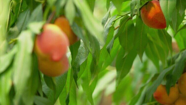 4K夏季水果成熟的黄桃实拍