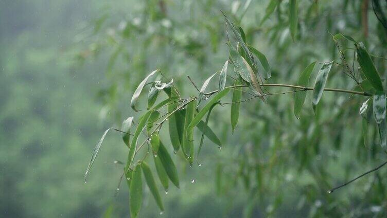 孤独冷清升格实拍下雨天翠绿的竹子竹林实拍