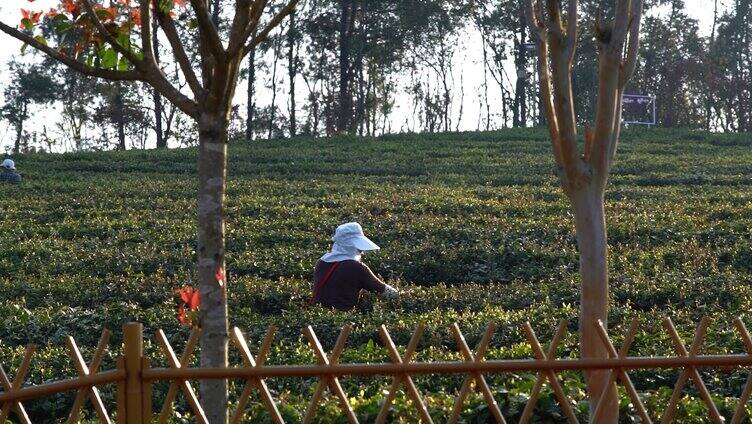 春茶采摘早茶春茶茶叶升格实拍视频