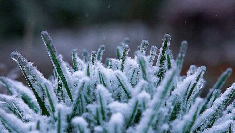 4K特写雪花洒落植物上空镜实拍视频