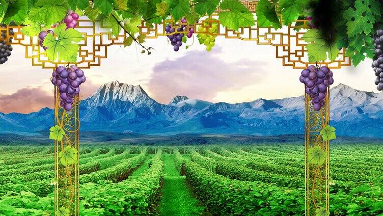 吐鲁番的葡萄 吐鲁番 新疆 葡萄 歌曲