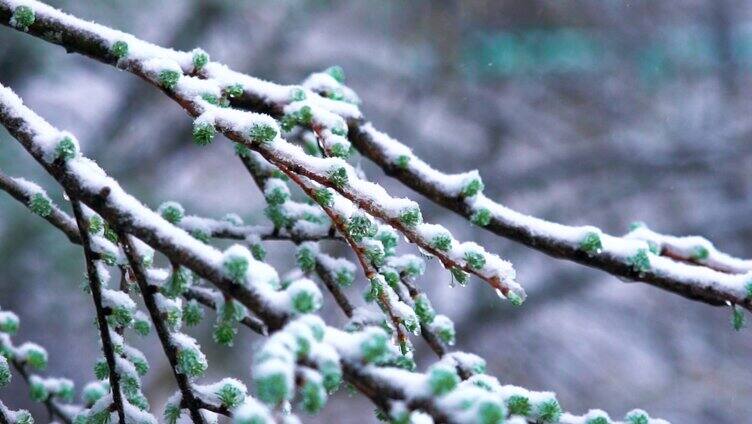 4K树枝上挂满雪花空镜意境实拍