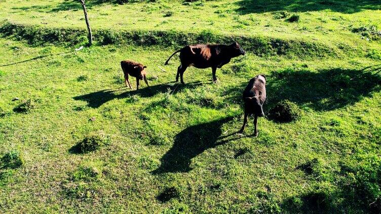 4K航拍高原草地上的牛儿畜牧养殖业实拍视