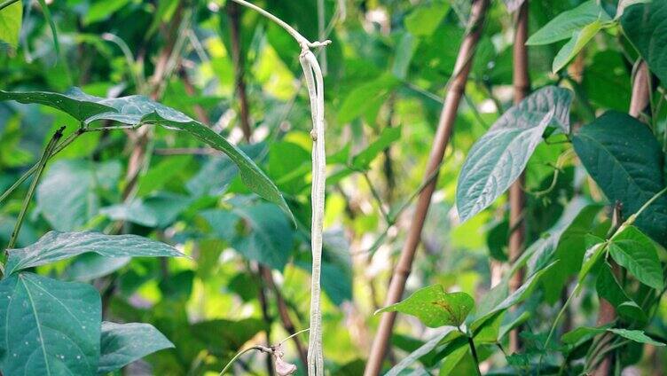 自然写意实拍夏天农产品种植干豆视频