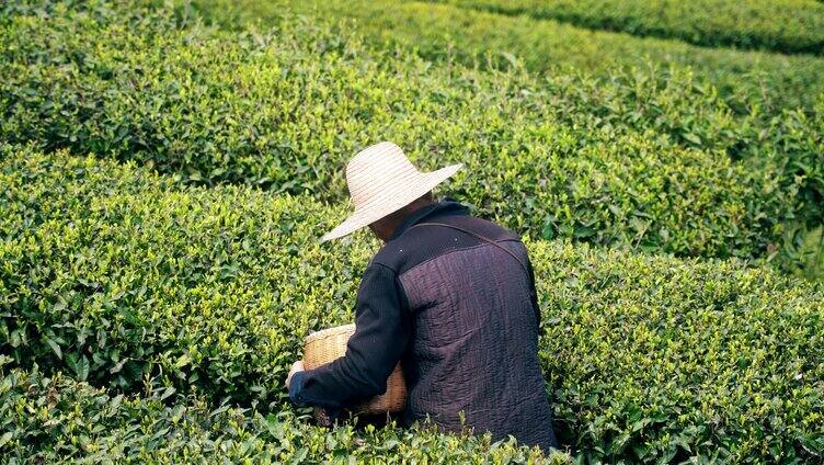 春天农民伯伯采摘春茶实拍视频