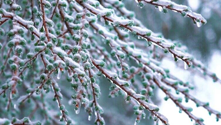 4K树枝枝头雪花空镜冬天意境实拍